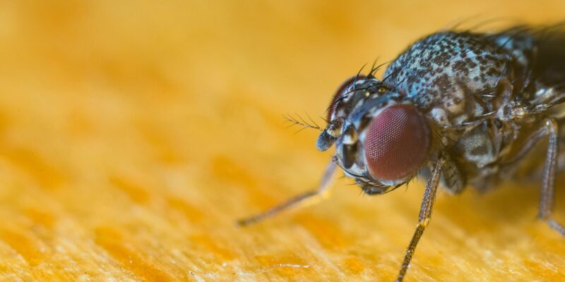vliegjes in huis